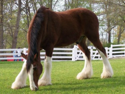 Фризская порода лошадей фото